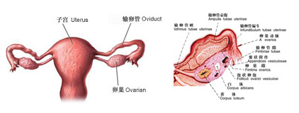 输卵管的生理构造